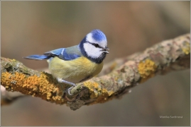 <p>SÝKORA MODŘINKA (Cyanistes caeruleus) /Eurasian blue tit - Blaumeise/</p>